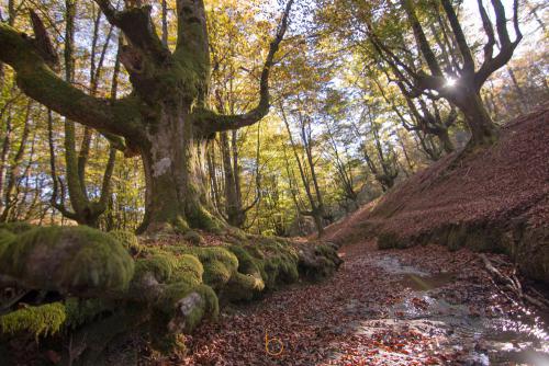 Paisaje otoñal por Borjatrivifoto